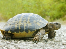 turtle-lo